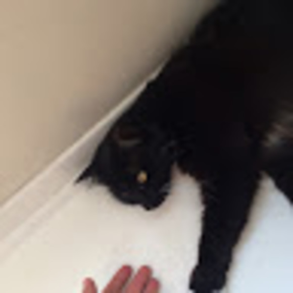 Meet your Posher, Eva - Picture 1 of 1